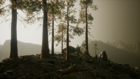 Bäume-Im-Nebel-In-Den-Bergen